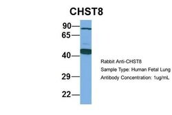 Invitrogen CHST8 Polyclonal Antibody 100 &mu;L; Unconjugated:Antibodies,