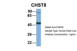 Invitrogen CHST8 Polyclonal Antibody 100 &mu;L; Unconjugated:Antibodies,