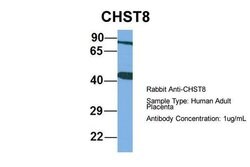Invitrogen CHST8 Polyclonal Antibody 100 &mu;L; Unconjugated:Antibodies,