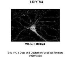 Invitrogen LRRTM4 Polyclonal Antibody 100 &mu;L; Unconjugated:Antibodies,
