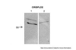 Invitrogen CRISPLD2 Polyclonal Antibody 100 &mu;L; Unconjugated:Antibodies,