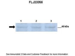 Invitrogen POMK Polyclonal Antibody 100 &mu;L; Unconjugated:Antibodies,
