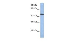 Invitrogen ZNF766 Polyclonal Antibody 100 &mu;L; Unconjugated:Antibodies,