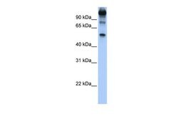 Invitrogen FEZF1 Polyclonal Antibody 100 &mu;L; Unconjugated:Antibodies,
