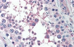 Invitrogen MED4 Polyclonal Antibody 100 &mu;L; Unconjugated:Antibodies,