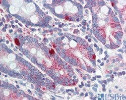 Invitrogen MED4 Polyclonal Antibody 100 &mu;L; Unconjugated:Antibodies,