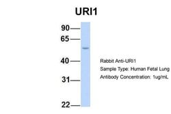 Invitrogen RMP Polyclonal Antibody 100 &mu;L; Unconjugated:Antibodies,
