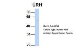 Invitrogen RMP Polyclonal Antibody 100 &mu;L; Unconjugated:Antibodies,
