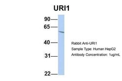 Invitrogen RMP Polyclonal Antibody 100 &mu;L; Unconjugated:Antibodies,
