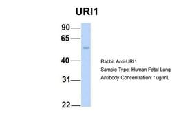 Invitrogen RMP Polyclonal Antibody 100 &mu;L; Unconjugated:Antibodies,
