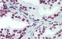 Invitrogen ARID5A Polyclonal Antibody 100 &mu;L; Unconjugated:Antibodies,