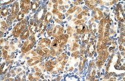 Invitrogen MAS1 Polyclonal Antibody 100 &mu;L; Unconjugated:Antibodies,