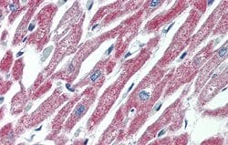 Invitrogen MAS1 Polyclonal Antibody 100 &mu;L; Unconjugated:Antibodies,