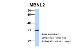 Invitrogen MBNL2 Polyclonal Antibody 100 &mu;L; Unconjugated:Antibodies,