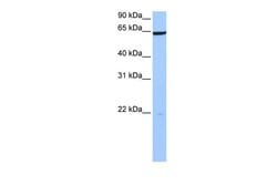 Invitrogen PAXIP1 Polyclonal Antibody 100 &mu;L; Unconjugated:Antibodies,