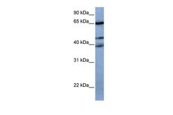 Invitrogen ZNF681 Polyclonal Antibody 100 &mu;L; Unconjugated:Antibodies,