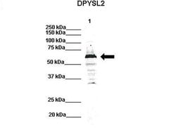 Invitrogen CRMP2 Polyclonal Antibody 100 &mu;L | Buy Online | Invitrogen&trade; | Fisher Scientific