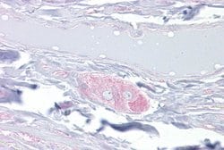 Invitrogen DPYSL3 Polyclonal Antibody 100 &mu;L; Unconjugated:Antibodies,