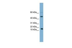 Invitrogen INSL5 Polyclonal Antibody 100 &mu;L; Unconjugated:Antibodies,