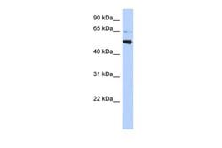 Invitrogen AP3M2 Polyclonal Antibody 100 &mu;L; Unconjugated:Antibodies,