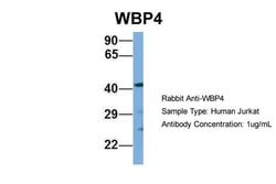 Invitrogen WBP4 Polyclonal Antibody 100 &mu;L; Unconjugated:Antibodies,