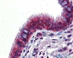 Invitrogen hCV-2 Polyclonal Antibody 100 &mu;L; Unconjugated:Antibodies,
