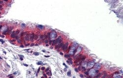 Invitrogen hCV-2 Polyclonal Antibody 100 &mu;L; Unconjugated:Antibodies,
