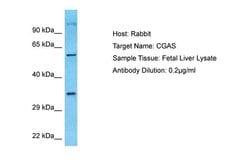 Invitrogen cGAS Polyclonal Antibody 100 &mu;L; Unconjugated:Antibodies,
