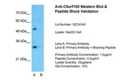 Invitrogen cGAS Polyclonal Antibody 100 &mu;L; Unconjugated:Antibodies,