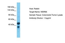 Invitrogen WDR66 Polyclonal Antibody 100 &mu;L; Unconjugated:Antibodies,