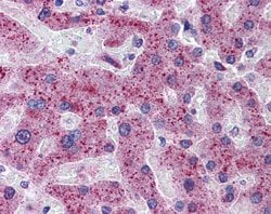 Invitrogen TMPRSS6 Polyclonal Antibody 100 &mu;L; Unconjugated:Antibodies,