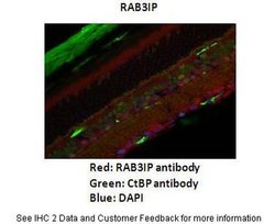 Invitrogen RAB3IP Polyclonal Antibody 100 &mu;L; Unconjugated:Antibodies,