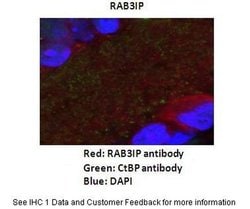 Invitrogen RAB3IP Polyclonal Antibody 100 &mu;L; Unconjugated:Antibodies,