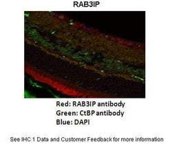 Invitrogen RAB3IP Polyclonal Antibody 100 &mu;L; Unconjugated:Antibodies,