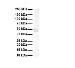 Invitrogen PDE12 Polyclonal Antibody 100 &mu;L; Unconjugated:Antibodies,