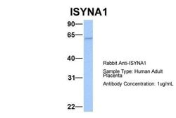 Invitrogen ISYNA1 Polyclonal Antibody 100 &mu;L; Unconjugated:Antibodies,