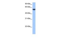 Invitrogen ISYNA1 Polyclonal Antibody 100 &mu;L; Unconjugated:Antibodies,