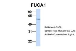Invitrogen FUCA1 Polyclonal Antibody 100 &mu;L; Unconjugated:Antibodies,
