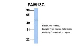 Invitrogen FAM13C Polyclonal Antibody 100 &mu;L; Unconjugated:Antibodies,