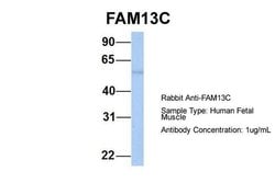 Invitrogen FAM13C Polyclonal Antibody 100 &mu;L; Unconjugated:Antibodies,