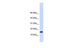 Invitrogen PHLDA3 Polyclonal Antibody 100 &mu;L; Unconjugated:Antibodies,