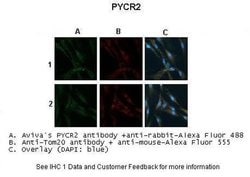 Invitrogen PYCR2 Polyclonal Antibody 100 &mu;L; Unconjugated:Antibodies,