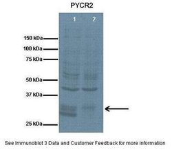 Invitrogen PYCR2 Polyclonal Antibody 100 &mu;L; Unconjugated:Antibodies,
