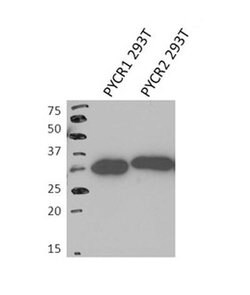 Invitrogen PYCR2 Polyclonal Antibody 100 &mu;L; Unconjugated:Antibodies,
