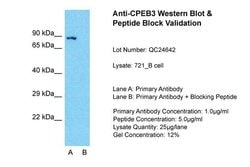Invitrogen CPEB3 Polyclonal Antibody 100 &mu;L | Buy Online | Invitrogen&trade; | Fisher Scientific