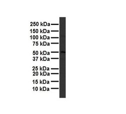 Invitrogen TBC1D1 Polyclonal Antibody 100 &mu;L; Unconjugated:Antibodies,