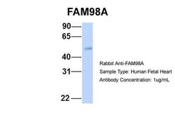 Invitrogen FAM98A Polyclonal Antibody 100 &mu;L; Unconjugated:Antibodies,