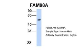 Invitrogen FAM98A Polyclonal Antibody 100 &mu;L; Unconjugated:Antibodies,