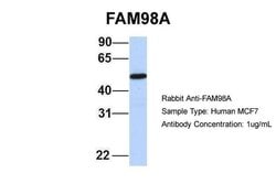 Invitrogen FAM98A Polyclonal Antibody 100 &mu;L; Unconjugated:Antibodies,