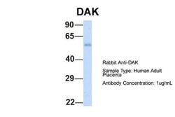 Invitrogen DAK Polyclonal Antibody 100 &mu;L; Unconjugated:Antibodies,
